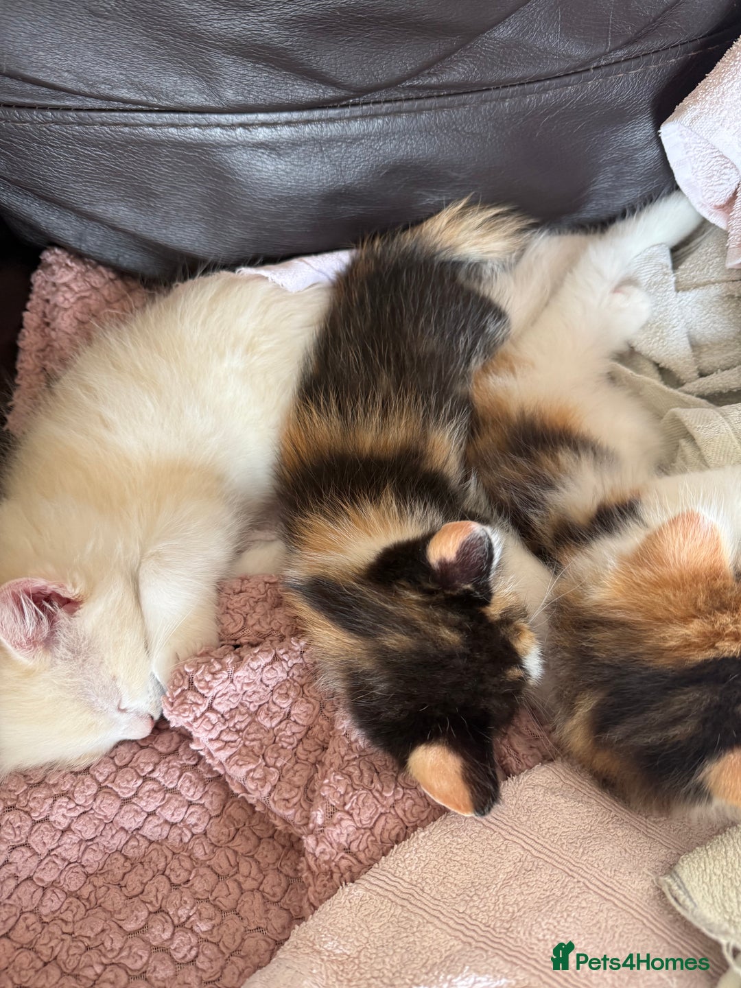 Ragdoll cats for sale: Adorable Ragdolls Flame point, Sepia, Torbie  - Image 13