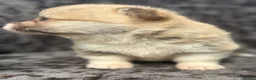 Welsh Corgi Pembroke dogs for sale: Top quality corgis  - Advert 26