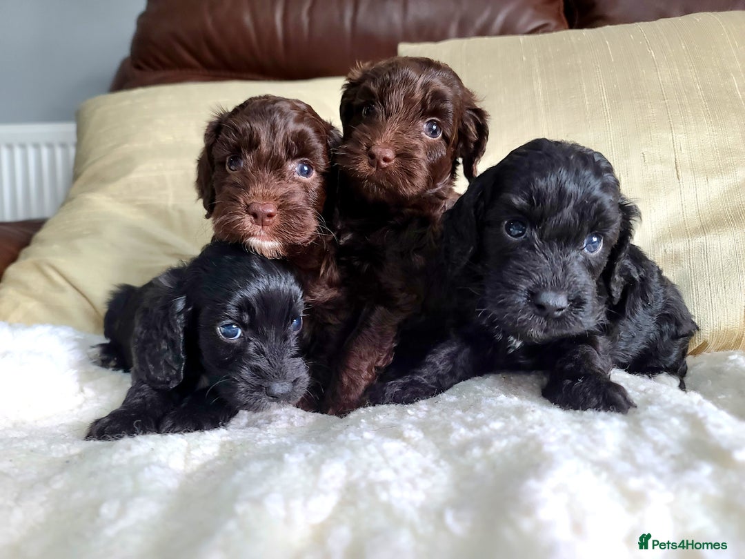 Cockapoo dogs for sale: F1 Cockapoo Puppies. Thick Coats. DNA tested - Image 11