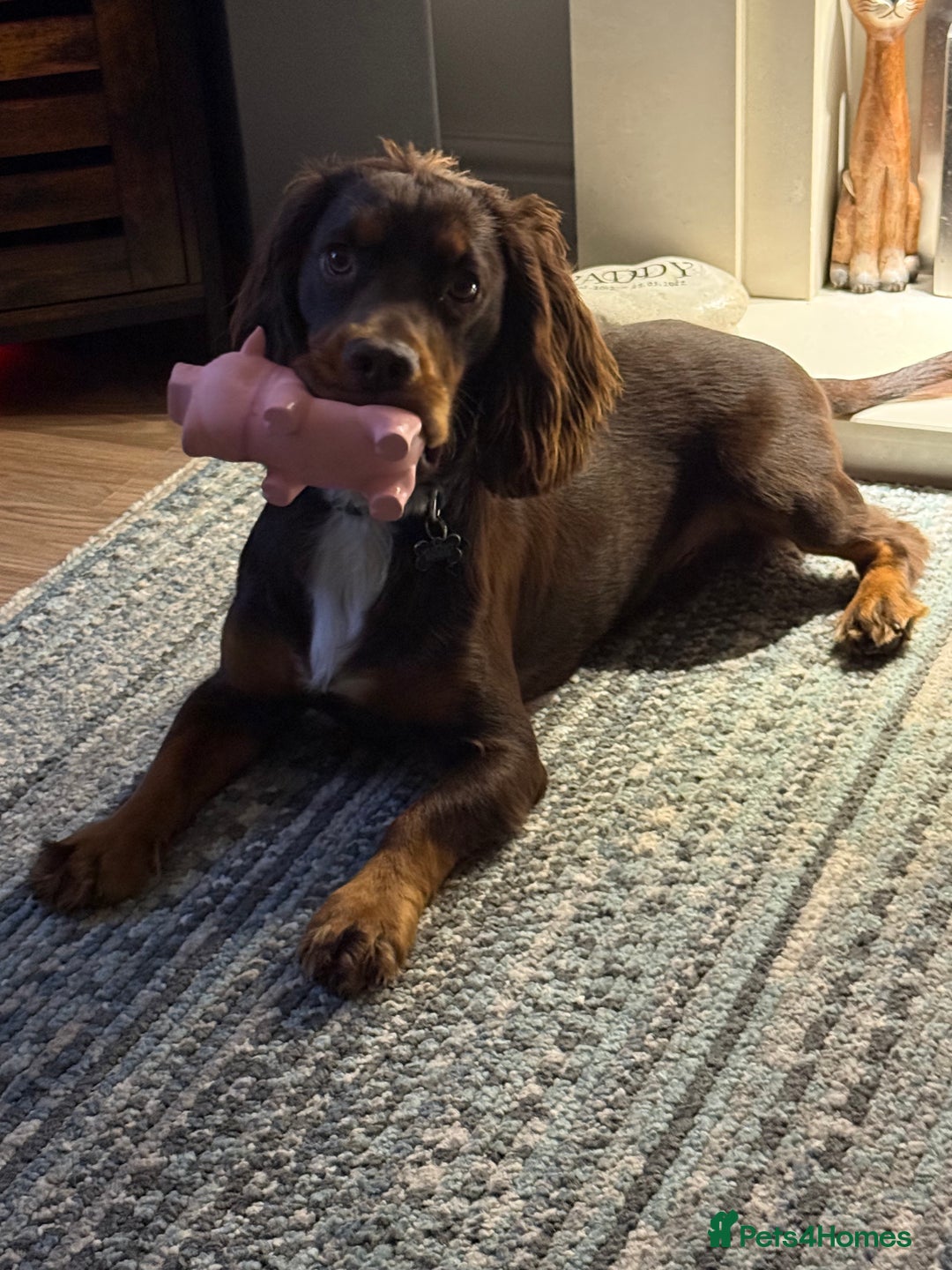 Cocker Spaniel dogs for sale: Beautiful Male Working Cocker Spaniel - Advert 8