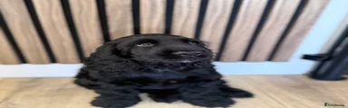 Cocker Spaniel 2