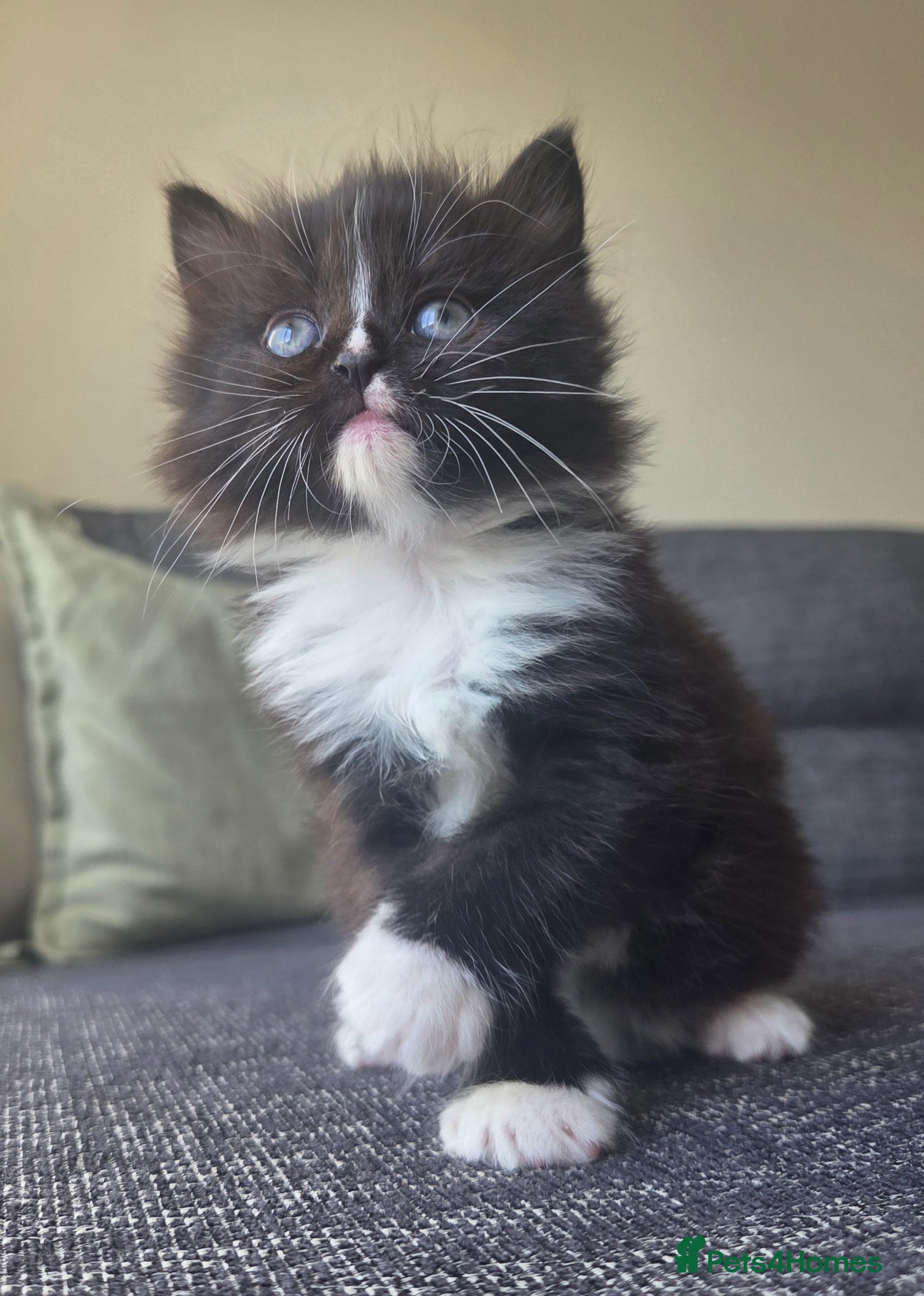 Mixed Breed cats Adorable long haired girls looking for 5* homes - Advert 1