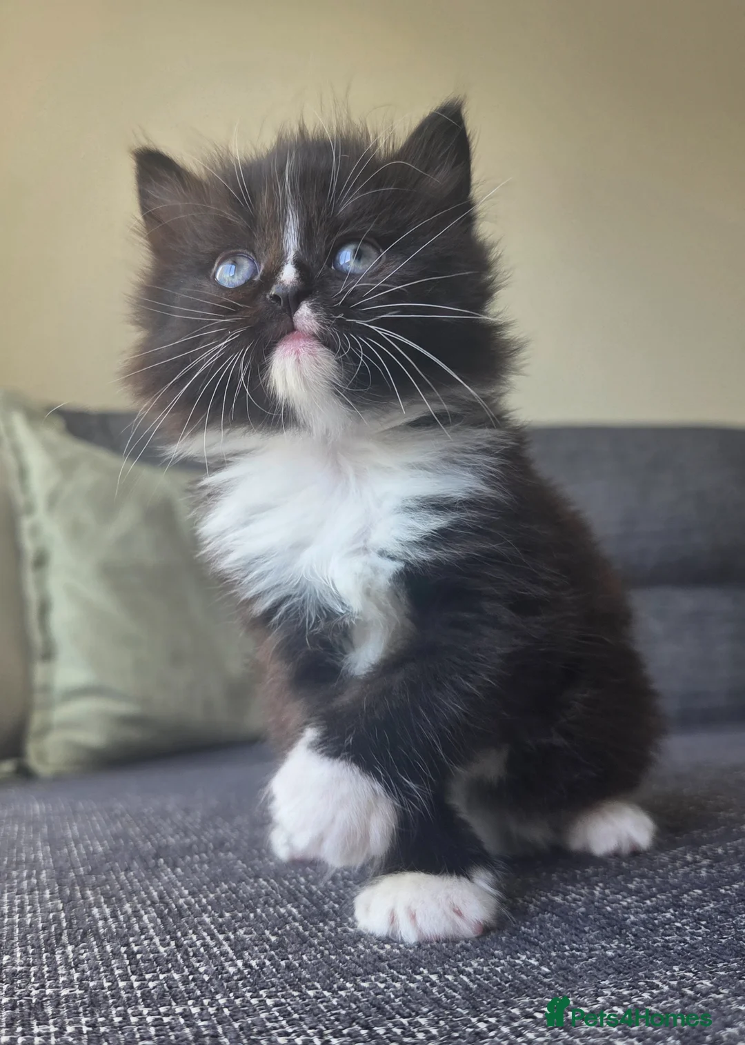 Mixed Breed cats for sale: Adorable long haired girls looking for 5* homes - Advert 1