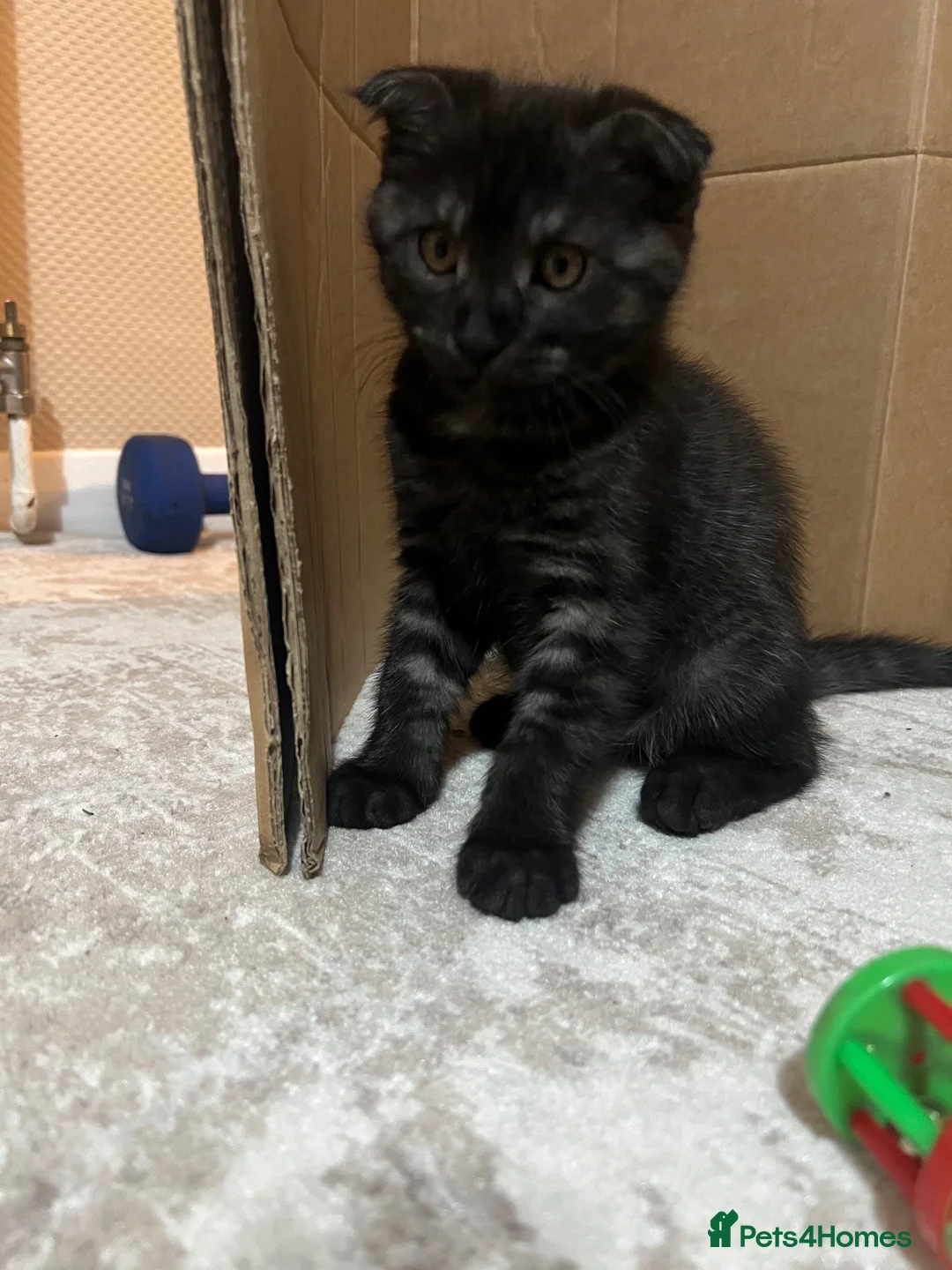 Fully Kitten Super friendly, playful kittens looking for a home for sale in Ipswich ...