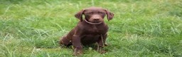 Mixed Breed dogs for sale: STUNNING VISZLSMANS - Advert 4