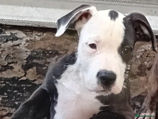 Mixed Breed dogs Bull wheaten female pup - Advert 5