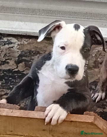 Mixed Breed dogs Bull wheaten female pup - Advert 12