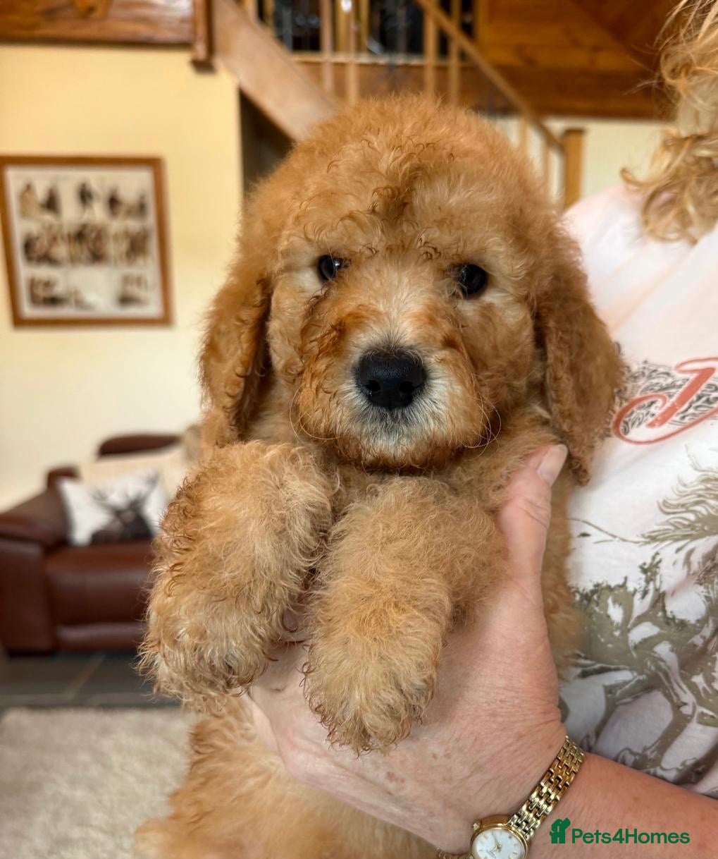 Goldendoodle dogs for sale: GOLDENDOODLE  PUPPIES F1b  - Advert 1