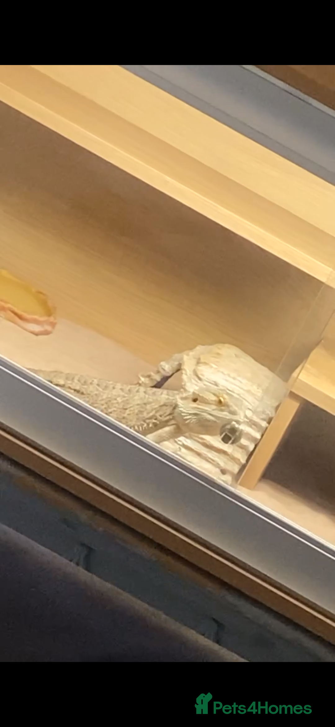 Bearded Dragon reptiles for sale: 2 year old male beardie - Image 2