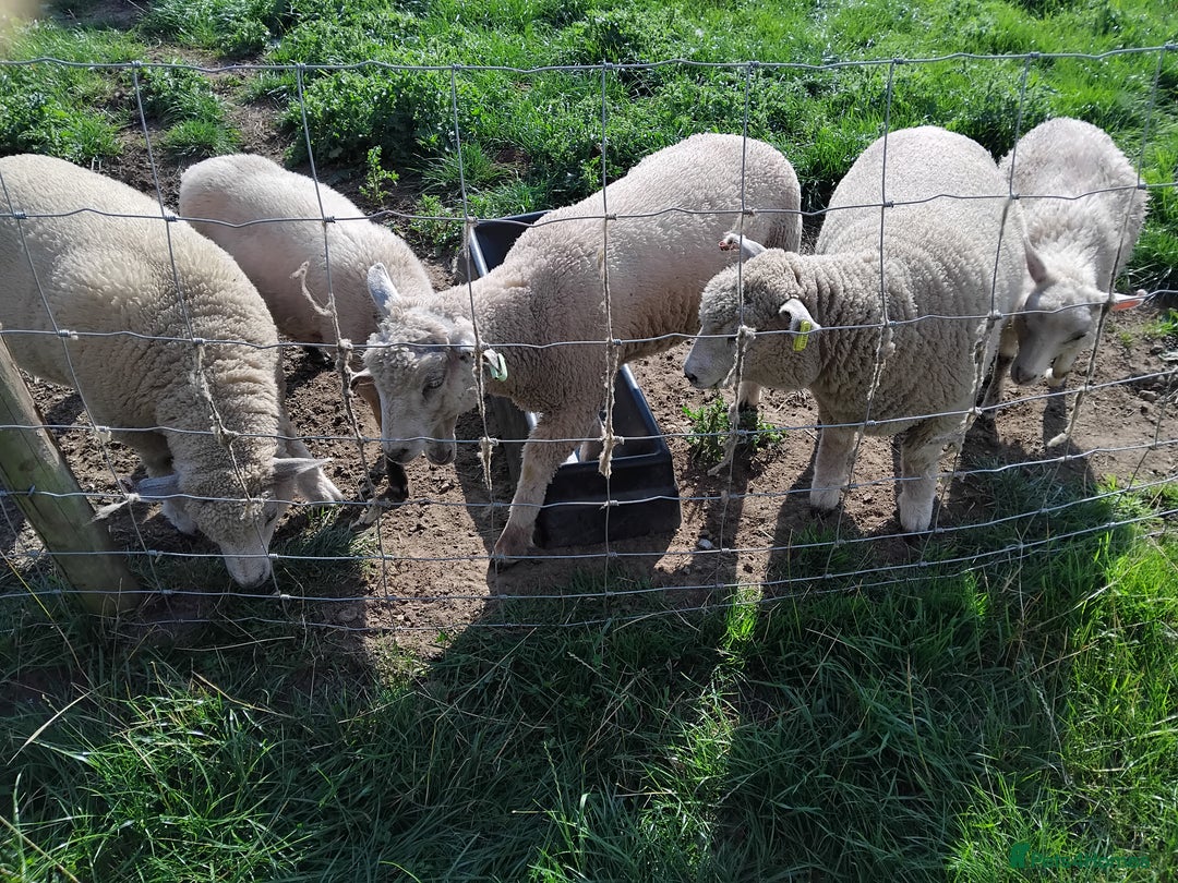 Sheep livestock for sale: Various lambs for sale - Image 9