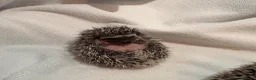 Pygmy Hedgehog rodents for sale: African Pygmy hedgehog babies for sale in Redruth - Advert 5