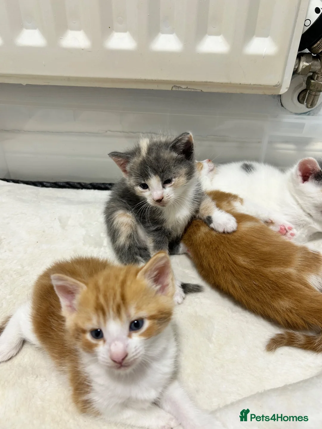 Mixed Breed cats for sale: Beautiful calico girl - Advert 8