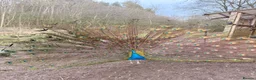 Peafowl poultry for sale:  peacock peafowl Hatching eggs - Advert 10