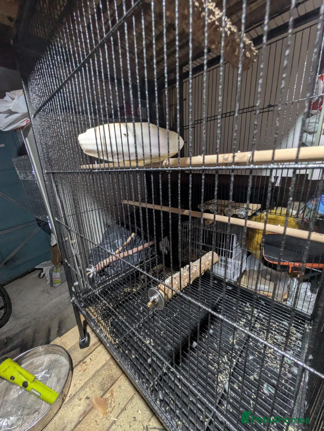 Budgerigars birds for sale: Bright blue budgerigar  in Accrington - Advert 8