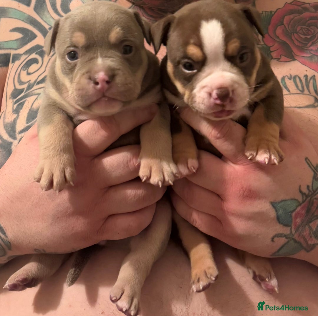 Mixed Breed dogs for sale: Stunning English bulldog mix pocket bully  - Image 2