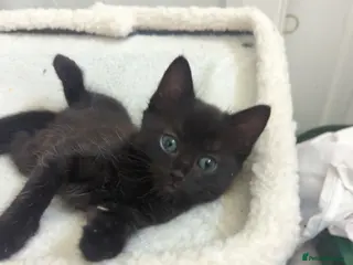 European cats Tabby Kittens 🐾 - Advert 1