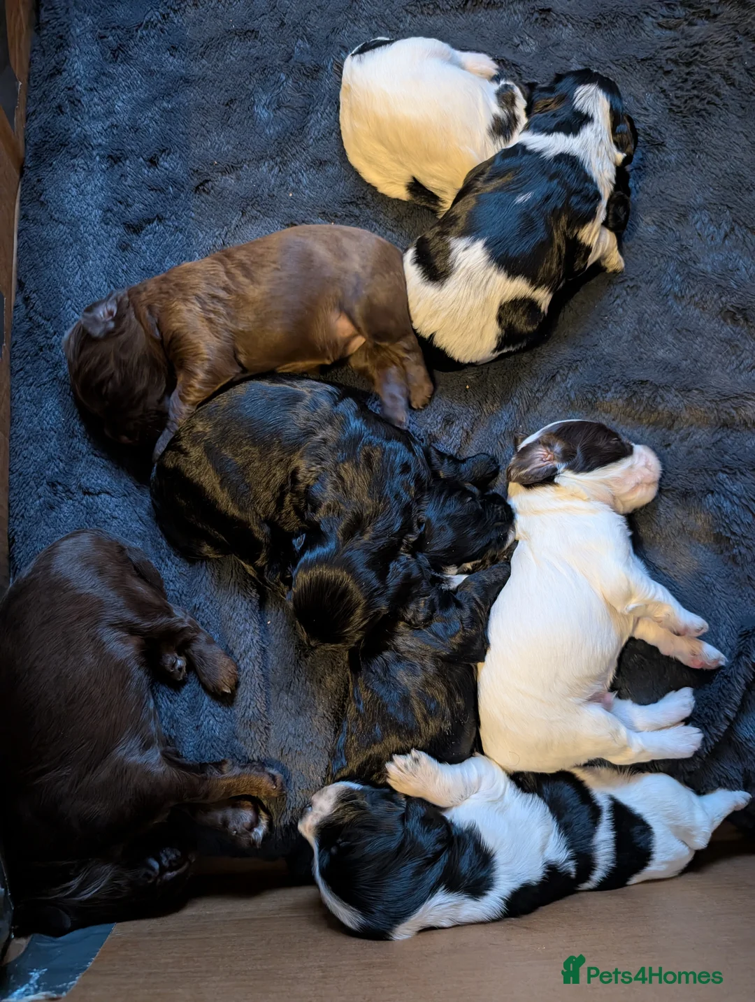 Cockapoo dogs for sale: Reserved - Beautiful Chocolate Cockapoo Pup - Advert 8