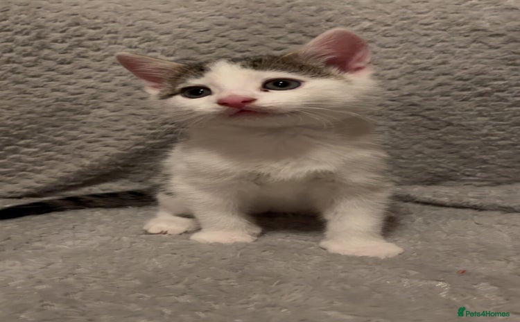 Mixed Breed cats - Advert 3