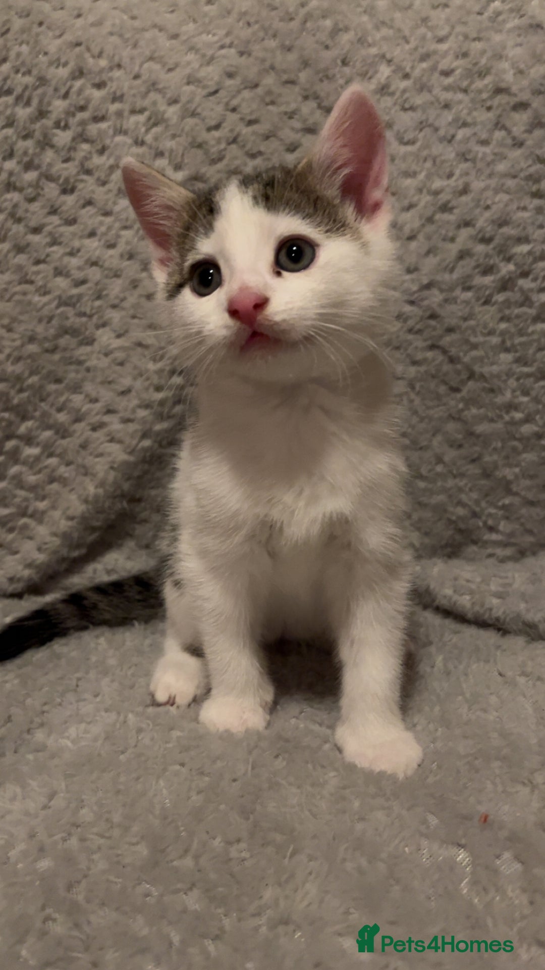 Mixed Breed cats for sale: 2x girls 1x boy  - Image 1