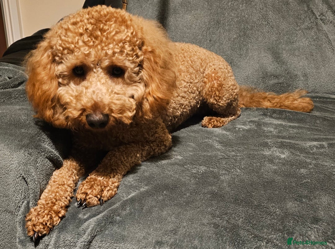 Miniature Poodle dogs for stud: Red Miniature Poodle for Stud only - Advert 2