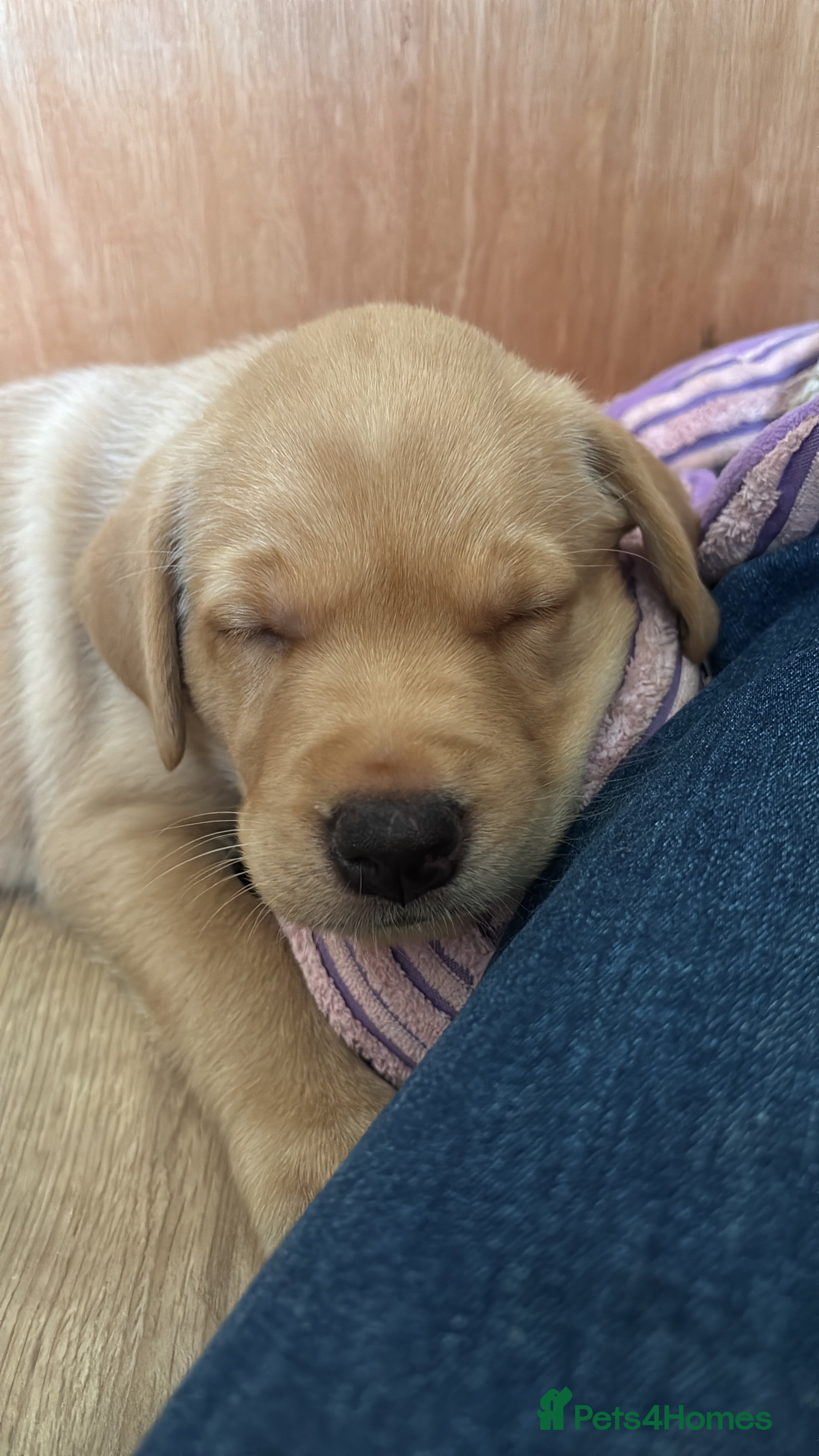 Labrador Retriever dogs KC registered Yellow Labrador puppies - 2 males  - Advert 2