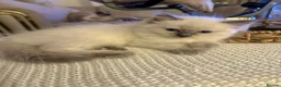 Ragdoll cats for sale: 🐾 Beautiful Ragdoll kittens Seeking Forever homes - Advert 11