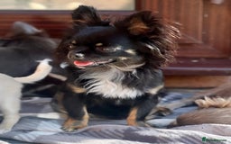 Chihuahua dogs for sale: One left! KC Reg Chihuahua Puppies-  Ready Now - Image 15
