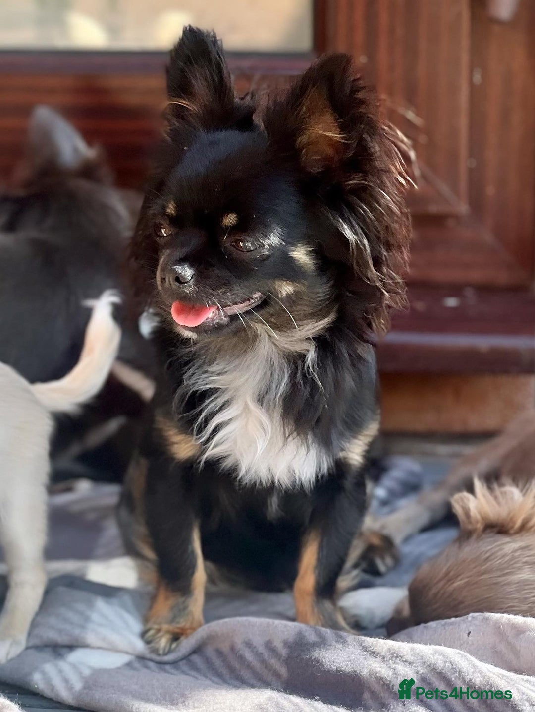 Chihuahua dogs for sale: One left! KC Reg Chihuahua Puppies-  Ready Now - Image 15