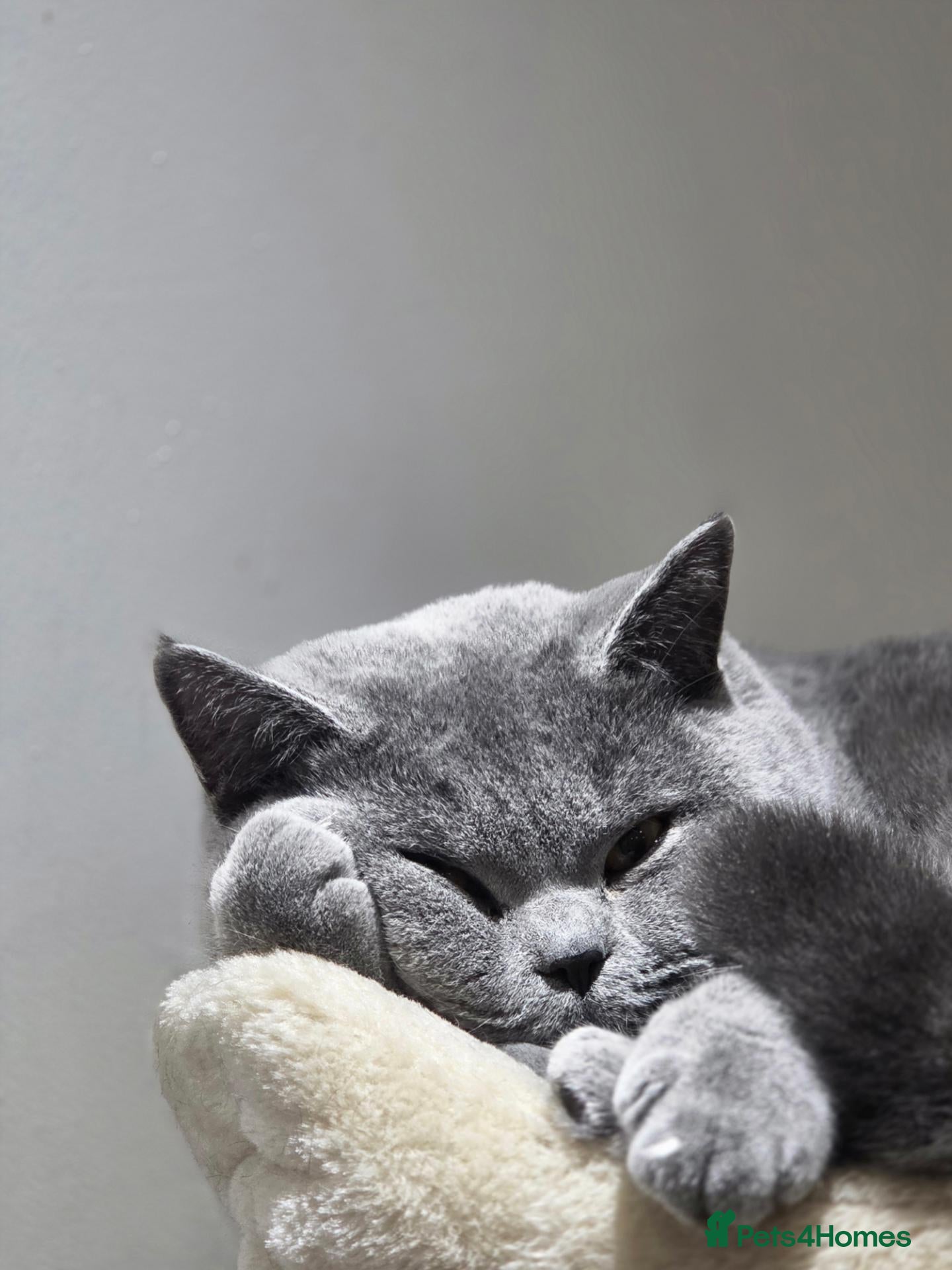 Scottish Fold cats Stunning Scottish Straight/British Shorthair MALE - Advert 1