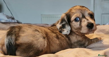 Miniature Dachshund dogs - Advert 2