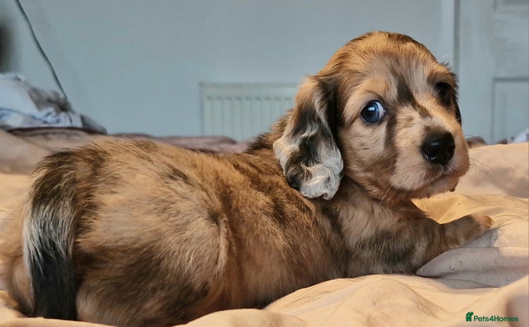 Miniature Dachshund dogs - Advert 3