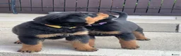 Rottweiler dogs for sale: AMAZING PEDIGREE REGISTERED ROTTWEILER PUPPIES - Advert 18