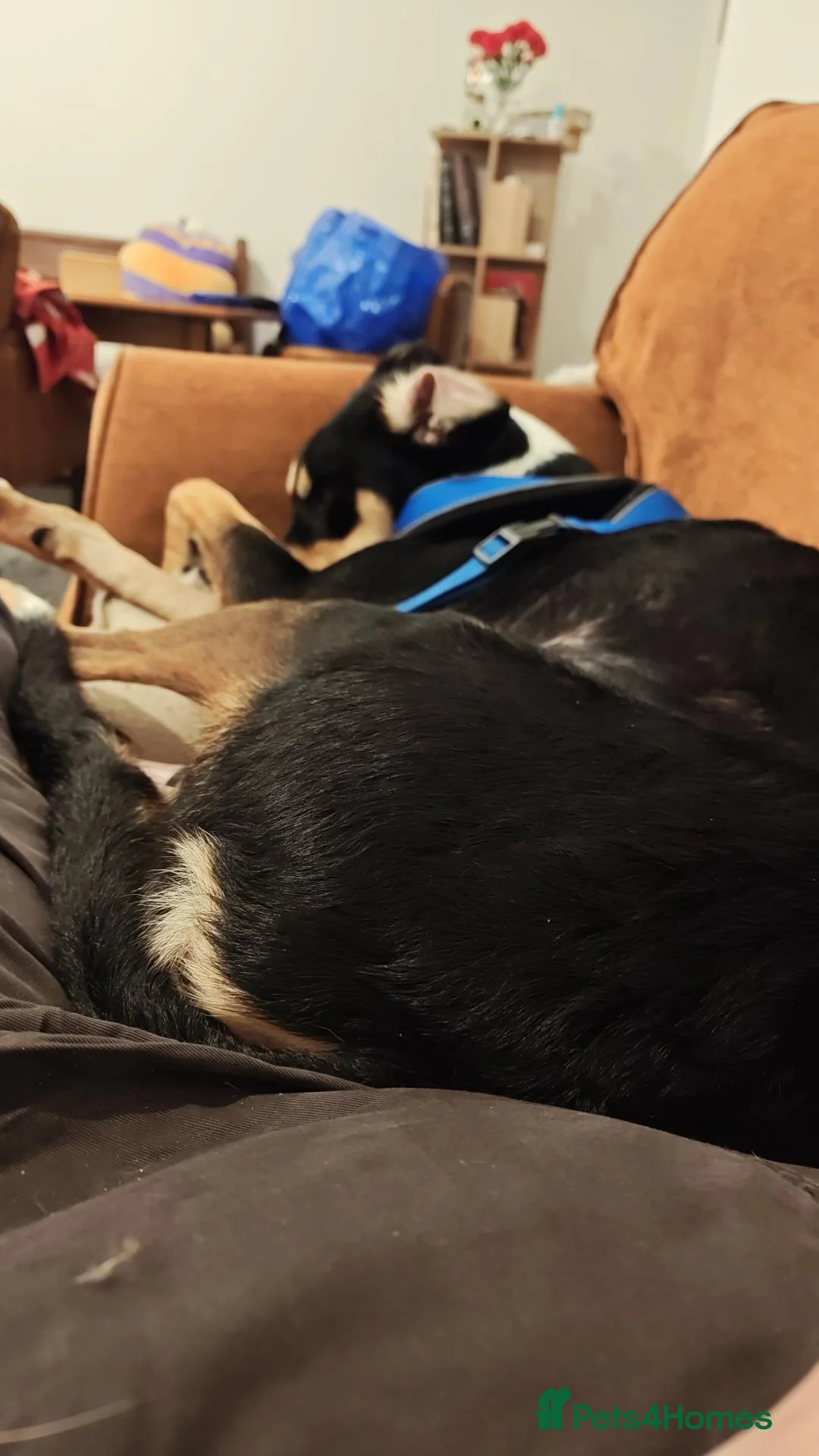 Mixed Breed dogs for sale:  Xaden – Looking for His Forever Home - Advert 3