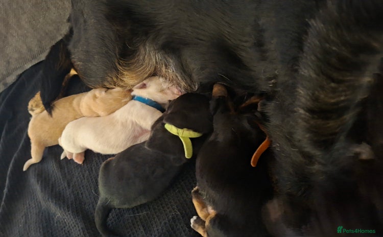 Mixed Breed dogs - Advert 12
