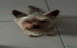 Yorkshire Terrier dogs for sale: Yorkshire Terrier pup 1 year old - Image 4