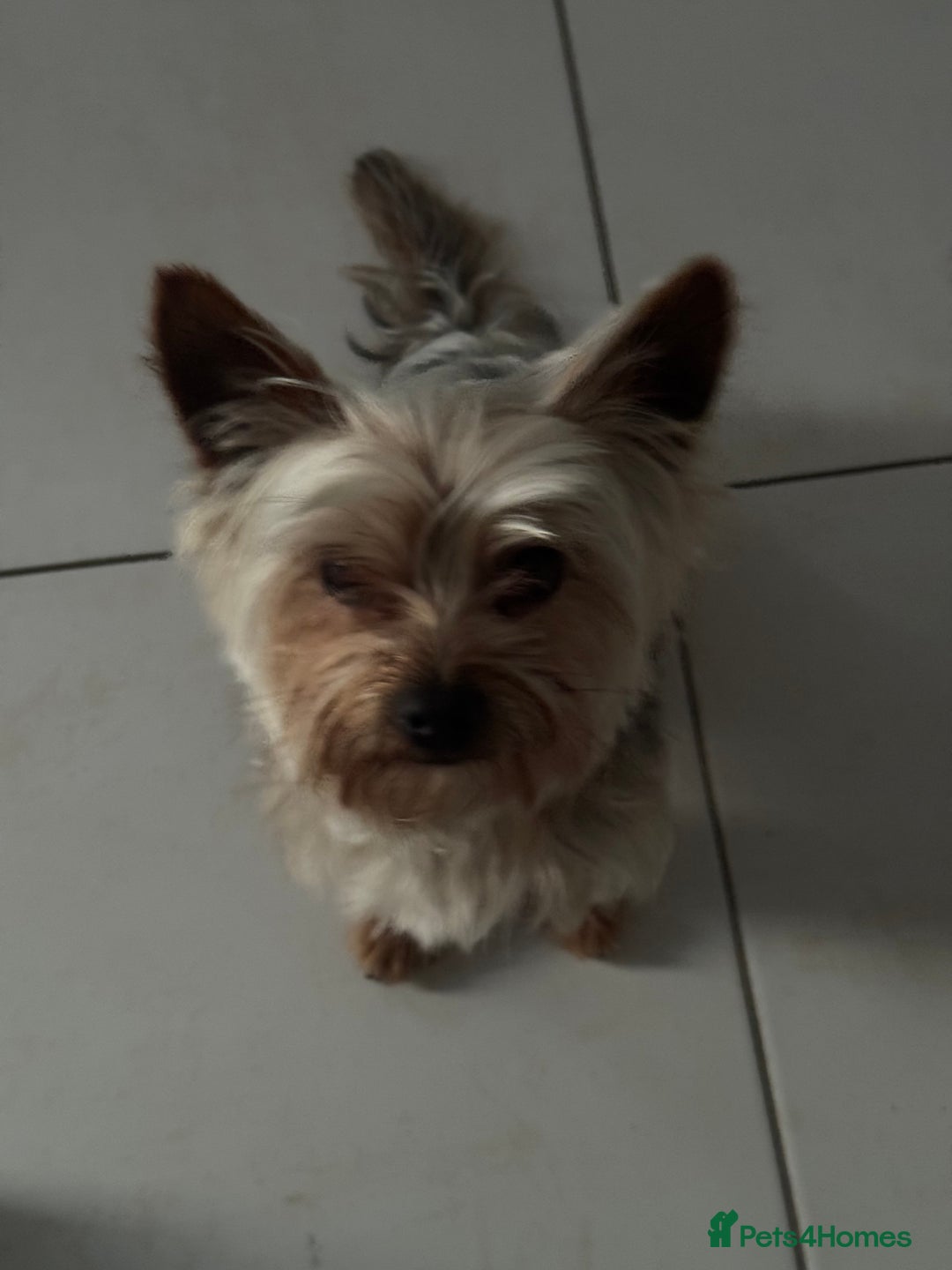Yorkshire Terrier dogs for sale: Yorkshire Terrier pup 1 year old - Image 4