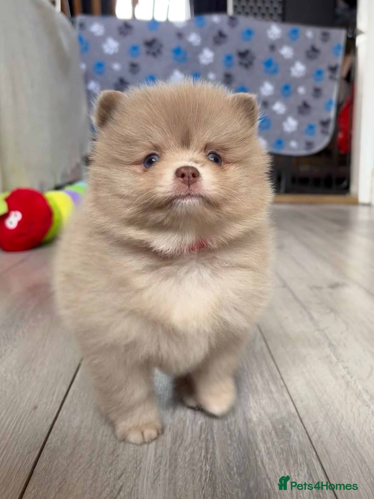 Pomeranian dogs 4 LEFT❌100% POM!🐻DNA&HEALTH TESTED!🧬 - Advert 6