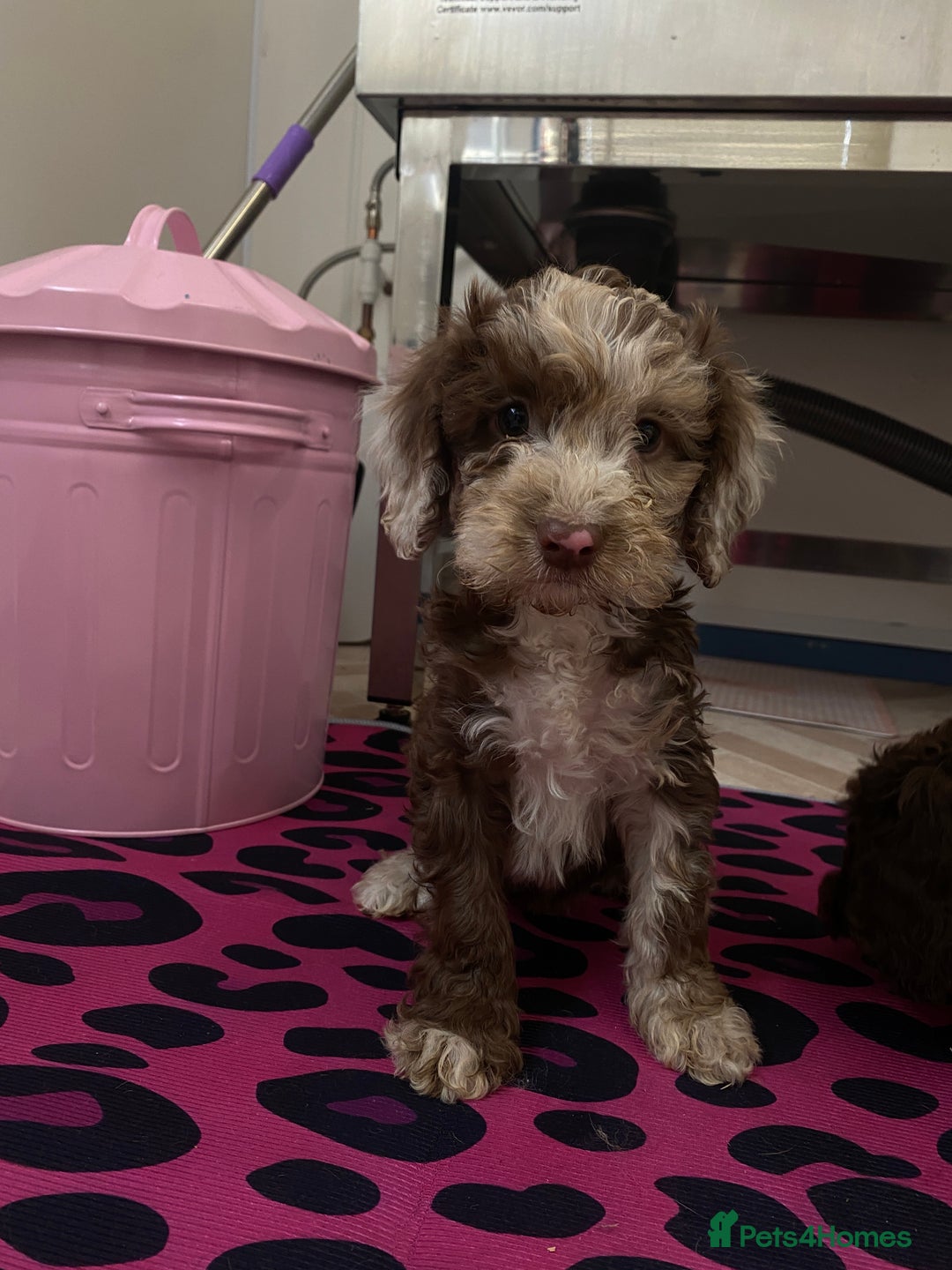 Cockapoo dogs for sale: Cockapoos ready now  - Image 15