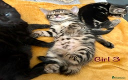 Bengal cats for sale: 3/4 Bengal - cross kittens  - Image 14