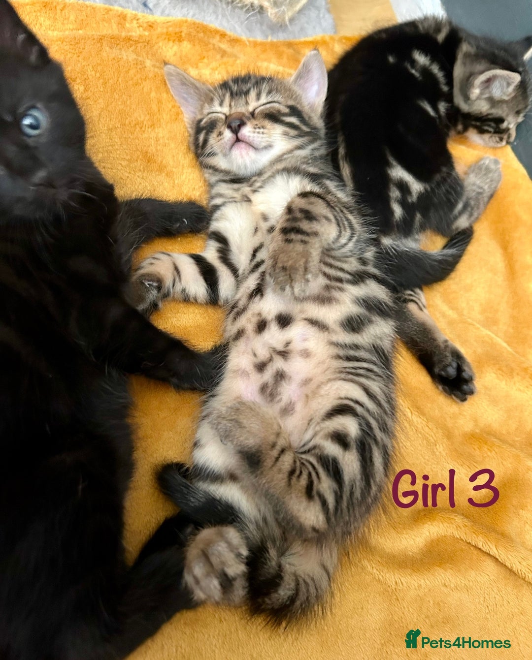Bengal cats for sale: 3/4 Bengal - cross kittens  - Image 14
