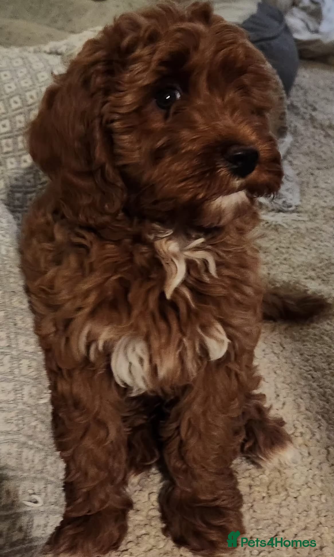 Cavapoo dogs Stunning Fox Red Cavapoo Puppies Available Now - Advert 2