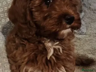 Cavapoo dogs Stunning Fox Red Cavapoo Puppies Available Now - Advert 2