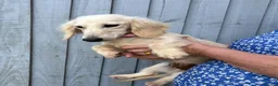 Miniature Dachshund dogs for sale: Adult Longhair Cream Female Miniature Dachshund.  - Advert 5
