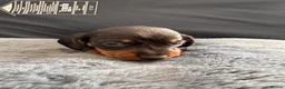 Miniature Dachshund dogs for sale: Miniature Dachshunds - Advert 5