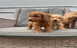 Cockapoo dogs for sale: F1 Cockapoos puppies (council licensed breeder) - Image 9