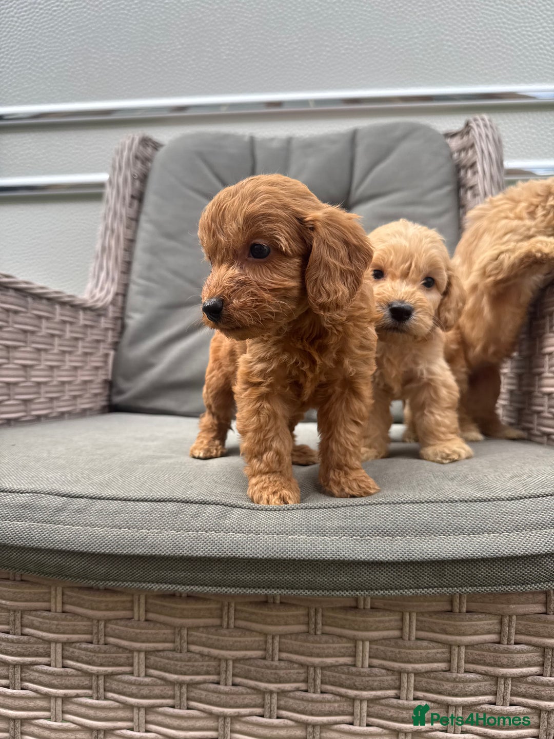Cockapoo dogs for sale: F1 Cockapoos puppies (council licensed breeder) - Image 9