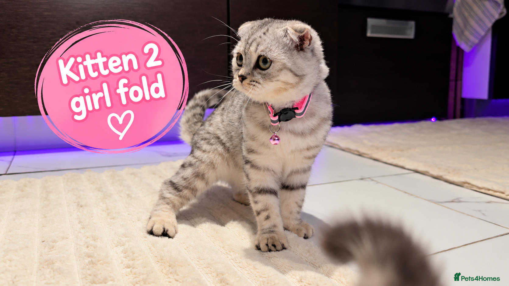 Scottish Fold cats 🐾 Beautiful Scottish Fold & Scottish Straight🐾 - Advert 4