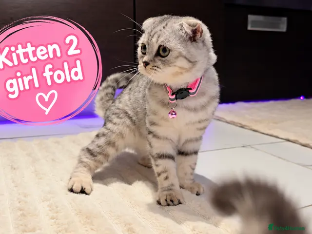 Scottish Fold cats 🐾 Beautiful Scottish Fold & Scottish Straight🐾 - Advert 15