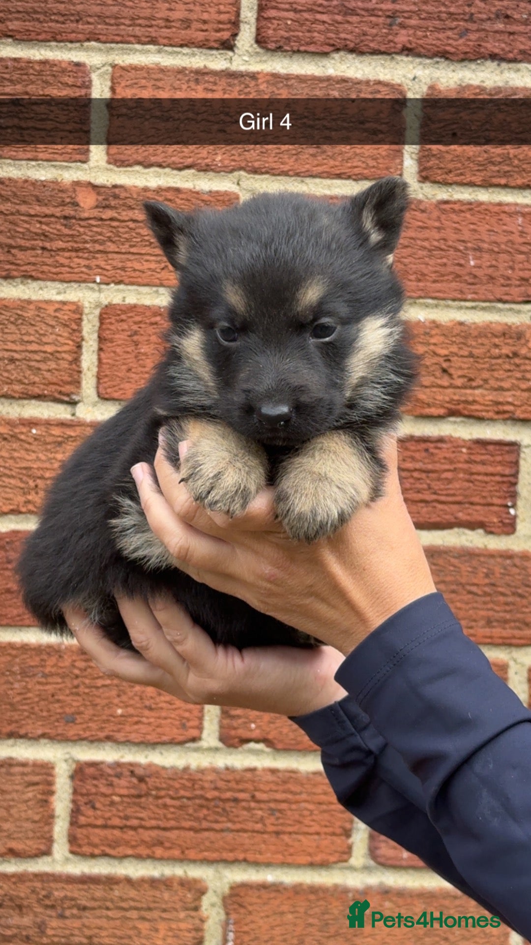 German Shepherd dogs Short haired German shepherds  - Advert 1