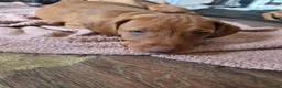 Hungarian Vizsla dogs for sale: ***Ready Now*** Hungarian Vizsla Puppies  - Advert 9